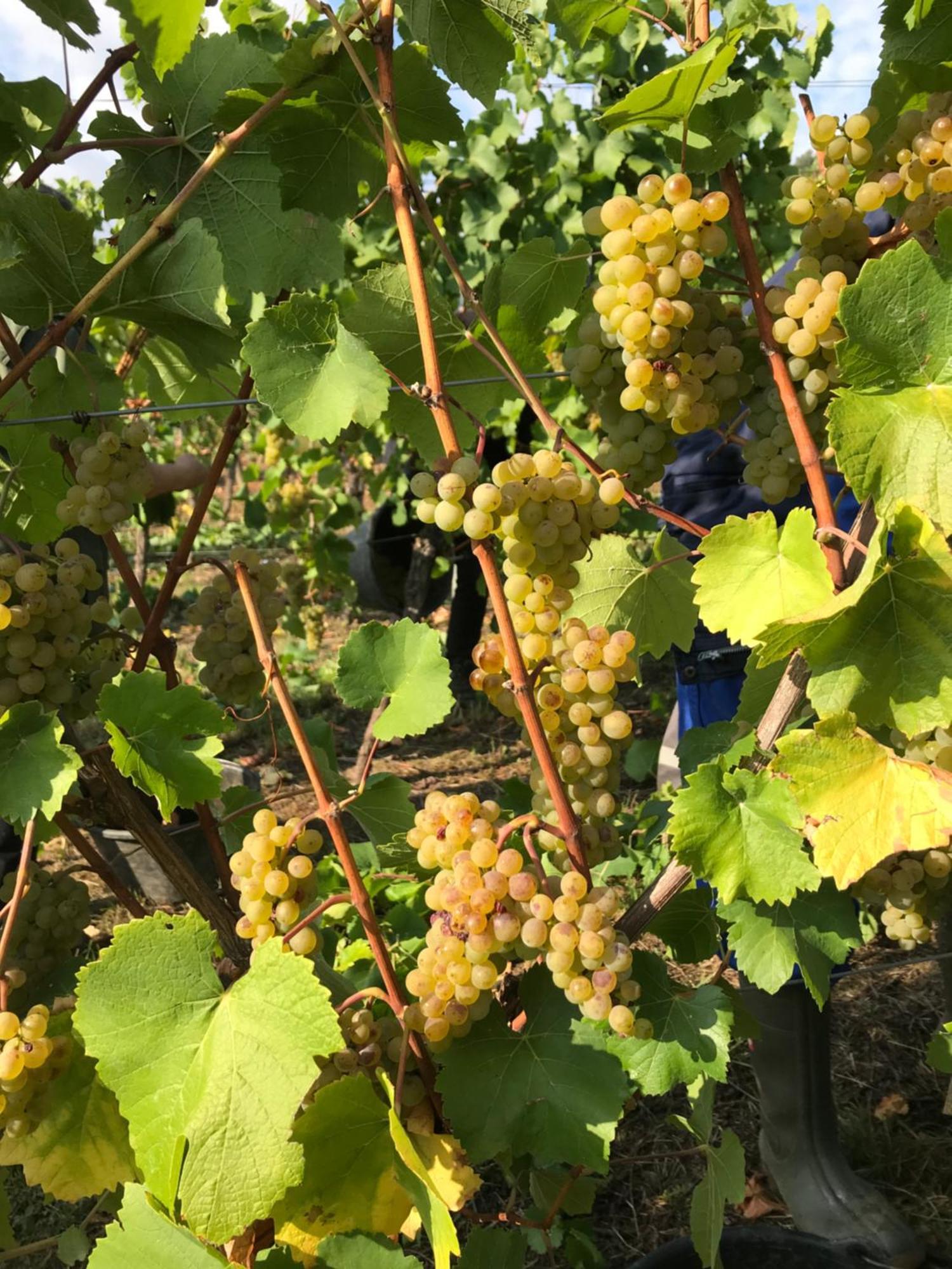 Gaestehaus Und Weingut Bernd Frieden Nittel Buitenkant foto